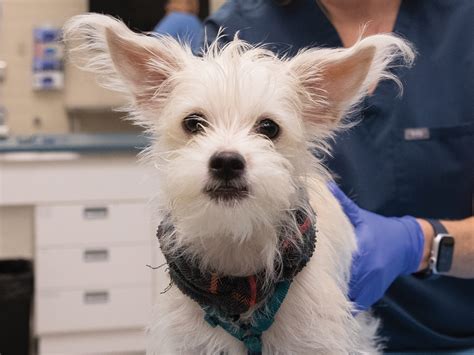 White Terrier Mix Puppies