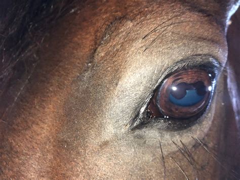 Corpora Nigra-cystic? - Hunter/Jumper - Chronicle Forums