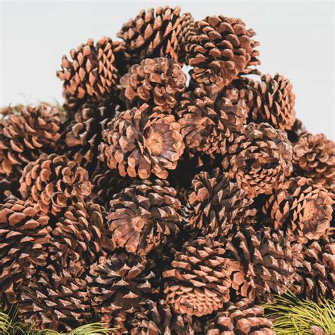 Cinnamon Scented Pine Cones for Sale - Pine Cones Direct