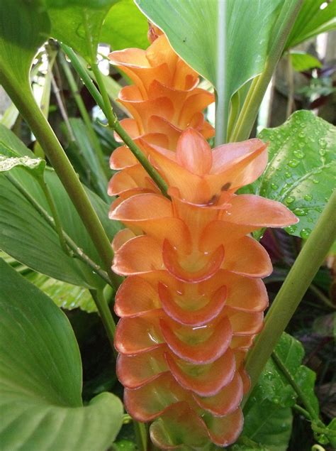Ginger Plant - Tropical Orange Flower