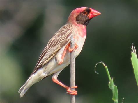 Red-billed Quelea - eBird