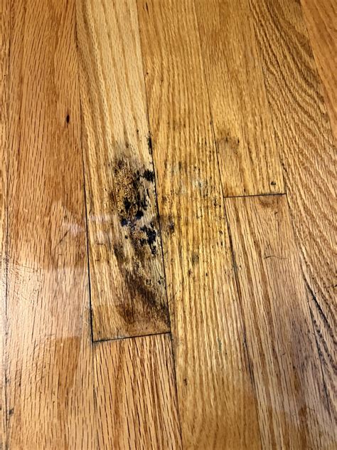 Best Mold Hardwood Floor To Upgrade