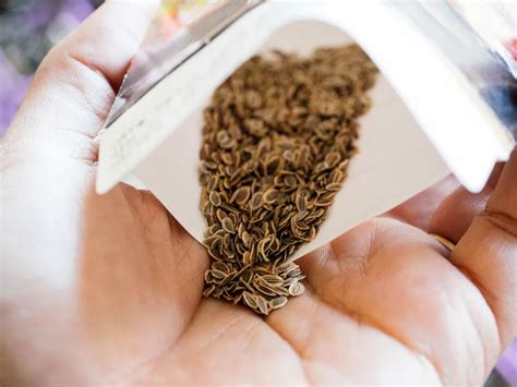 A Guide to Seeds That Need Light (or Total Darkness) to Germinate - Garden Betty