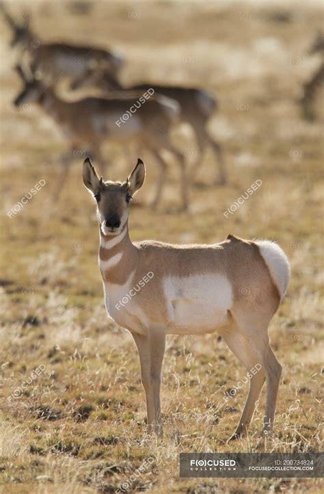 Pronghorn antelope standing on arid ground of New Mexico, USA — North ...