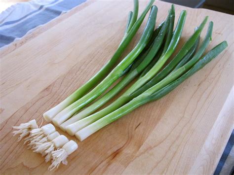 How to Grow Green Onions: Easy Tips for a Bountiful Harvest – My Indoor Flora