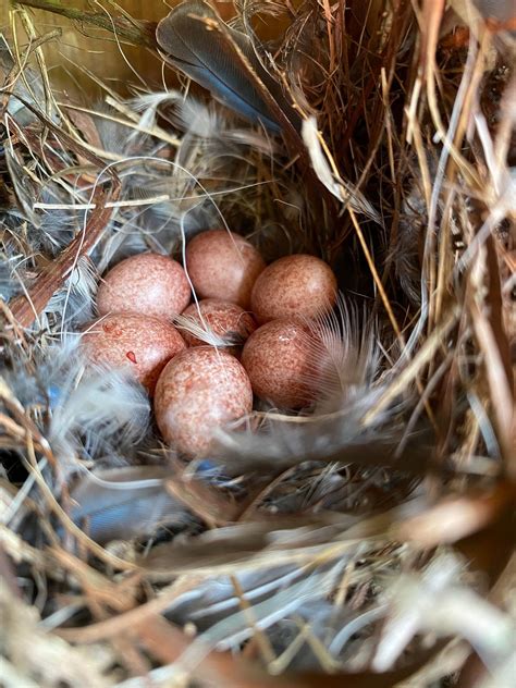 House Wren Eggs