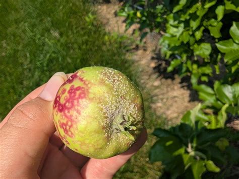 Early Season Tree Fruit Pest Control in 2026 — Plant & Pest Advisory