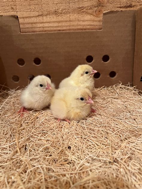 White Leghorn Baby Chicks White Leghorn Chickens Baby Chicks For