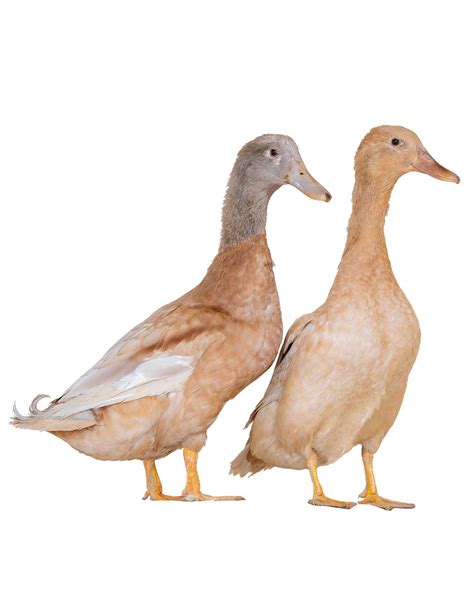 Buff Ducks for Sale | Buff Orpington Ducklings & Eggs | Metzer Farms