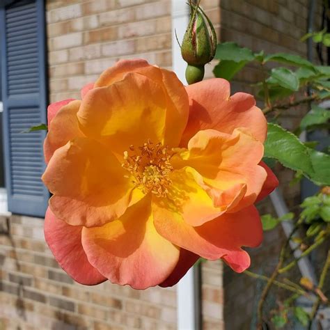Transform Your Garden with these 8 Best Climbing Roses