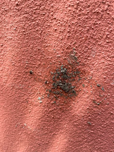 Friendly reminder to kill lantern fly eggs before they hatch next year - they look like dry ...
