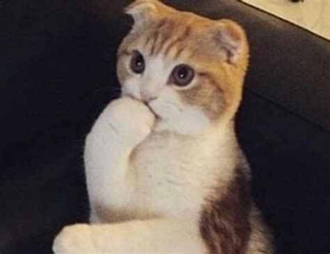 Thinking Cat Blank Template - Imgflip