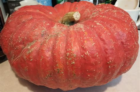 Dear Gabby | Are all pumpkins edible? | Empire Press | wenatcheeworld.com