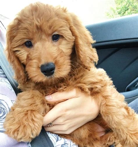 Best Mini Goldendoodle Generation: F1, F1B, F2, F2B, F3! (2022) - We ...