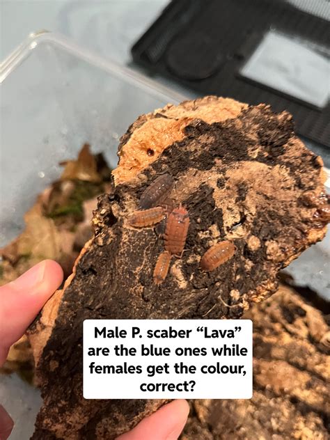 Male vs Female differences in P. scaber “Lava” : r/isopods