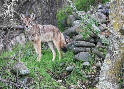 Under Invasion - Columbia Metropolitan Magazine