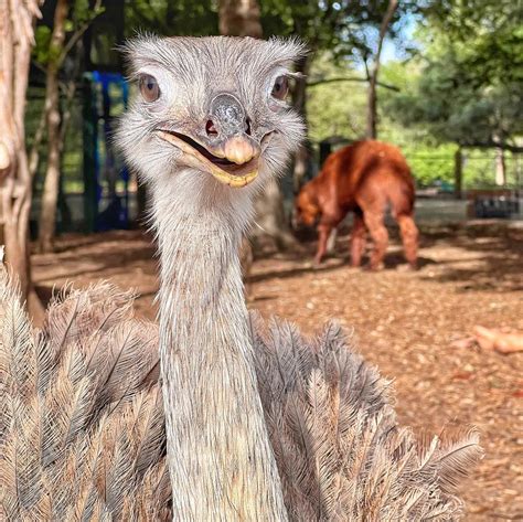 Indian Springs Ranch | The Greater Rhea Like ostriches and emus, rheas ...