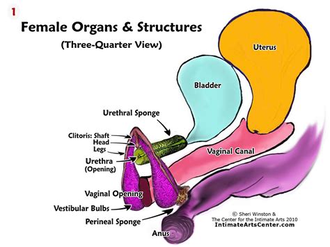 Women’S Genitalia Anatomy – Female Genital Organs – WHKRQ