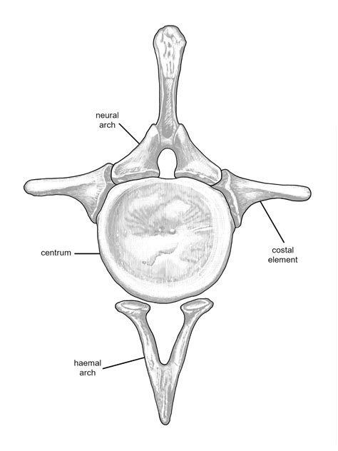 Human Caudal Vertebrae