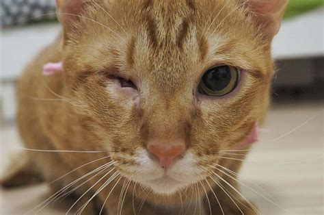 Kitten Eye Infection Antibiotic Ointment at Eva Howse blog