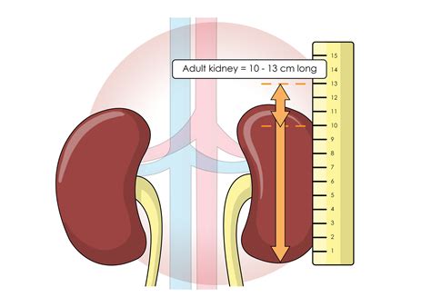 Understanding The Average Size Of A Kidney: What Is Normal?