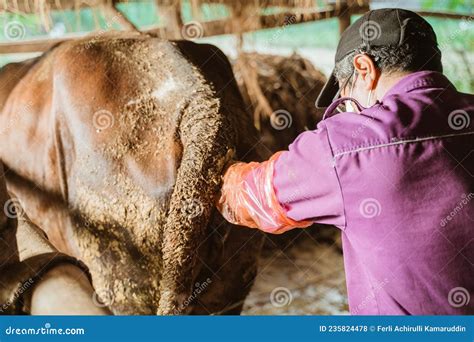 Who Invented Artificial Insemination In Cattle at Sam Vanthoff blog