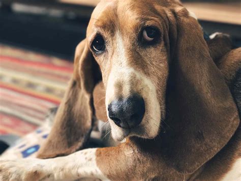 Which Breed Of Dog Is Best For Apartments at Maddison Westacott blog