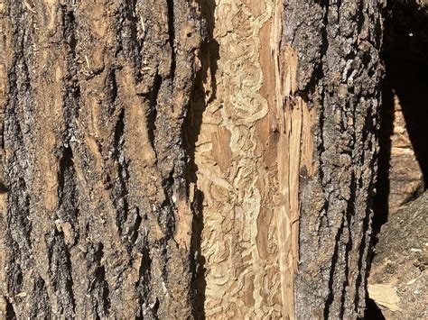 What Is Eating My Ash Tree Leaves at Johnnie Hart blog