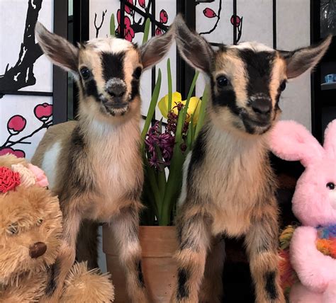 Nigerian Dwarf Goats Baby