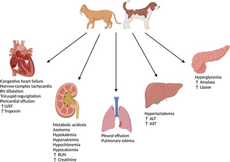 Minoxidil toxicosis in cats and dogs: A scoping review and call to action - Journal of the ...