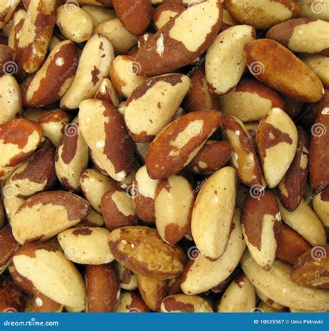 Brazil nut stock image. Image of brazil, tasty, tasteful - 10635567