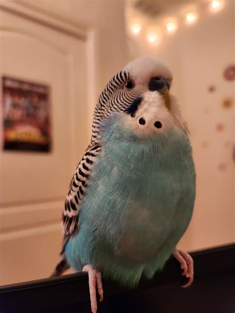 My budgie is regurgitating on his water bottle : r/budgies