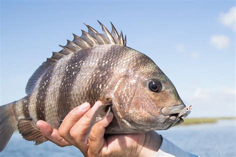 The Best Baits for Catching Sheepshead - Avid Angler