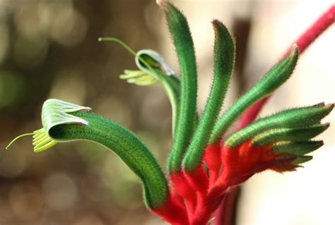 Australian Native Plant Nurseries - Australian Native Plants Society ...