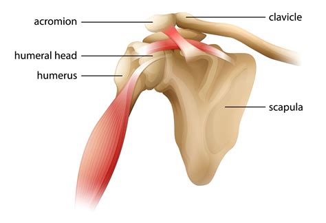 Shoulder Joint