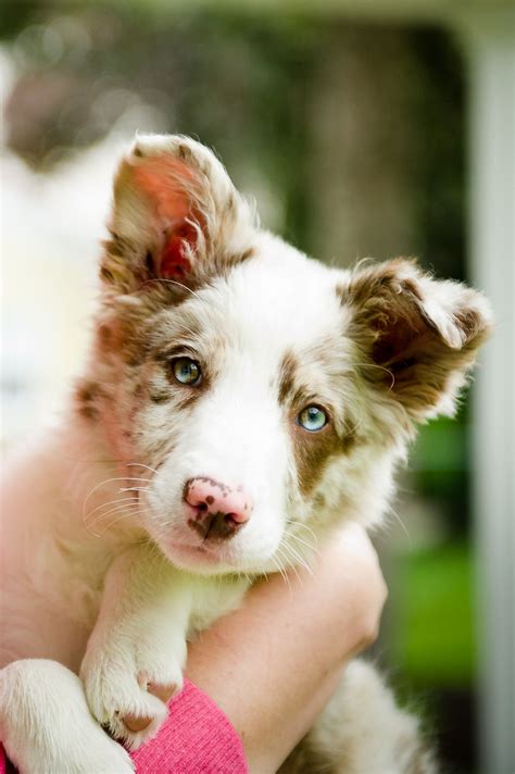 Baby Red Border Collies