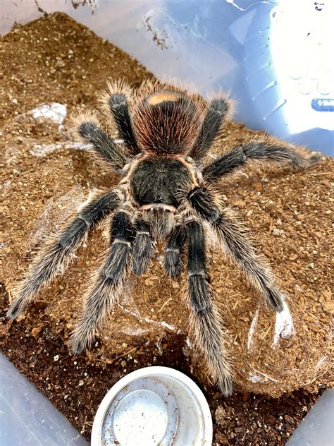 Lasiodora Parahybana- "Salmon Pink Bird Eater" Tarantula by Michigan ...