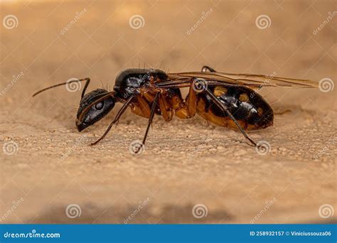 Carpenter Queen Ant