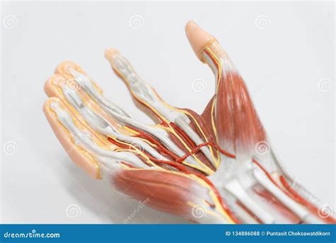 Muscles Of The Palm Hand For Anatomy Education Royalty-Free Stock Image | CartoonDealer.com ...