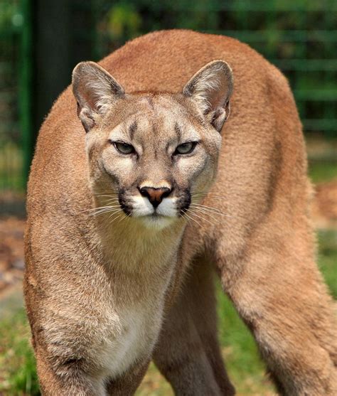 Puma León De Montaña Concolor - Foto gratis en Pixabay