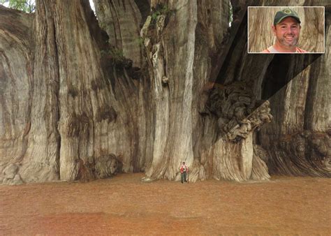SC FORESTRY COMMISSION CREW DISCOVERS LARGEST TREE ON EARTH - South Carolina Forestry Commission
