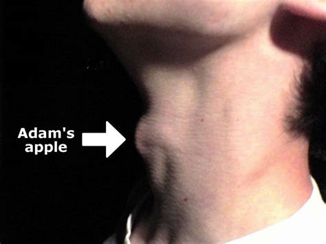 Why Is Called Adam's Apple