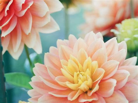 Mexico National Flower: The Dahlia - Travel Bucketlist