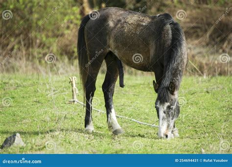 A Large Horse with a Large Thick Appliance is Ready for Mating Stock ...