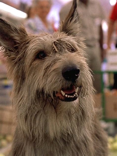 Because Of Winn Dixie Cast