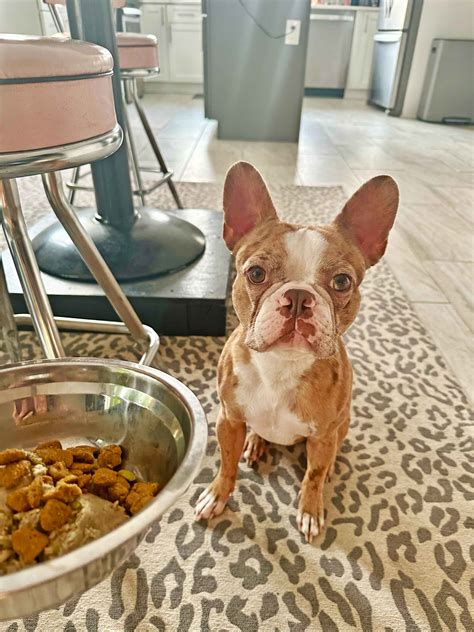 Chewy holiday dog Bocce's Bakery 12-Day Advent Calendar