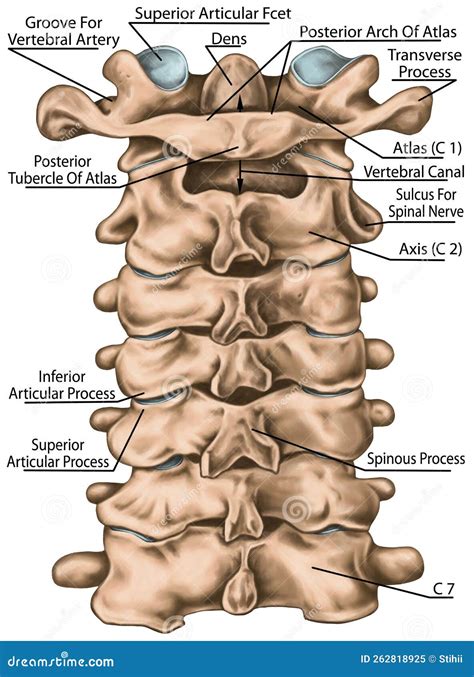 BOARD Cervical Spine Structure, Posterior View Stock Illustration - Illustration of neck, body ...