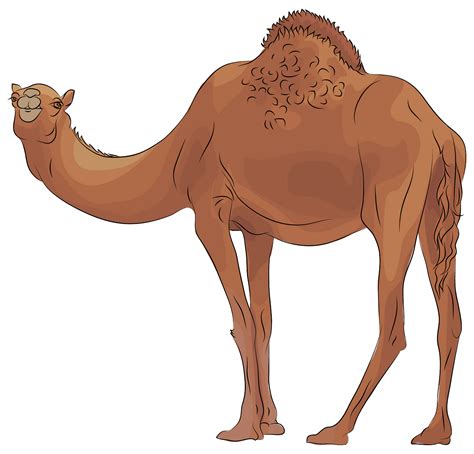 camels free #3270966 | Clipart Library