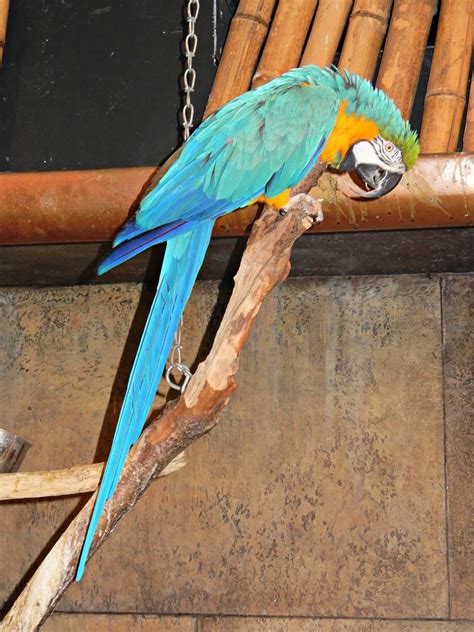 Two Bears Farm and the Three Cubs: Cape Fear Serpentarium