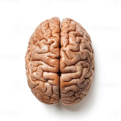 Real human brain isolated on white background showing hemispheres ...